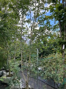 Acer campestre 350-400 cm cont. 100L - image 3