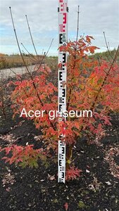 Acer griseum 100-125 cm RB