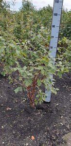 Acer griseum 80-100 cm met kluit - afbeelding 2