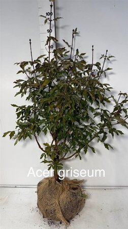 Acer griseum 80-100 cm RB - image 1