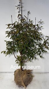 Acer griseum 80-100 cm RB
