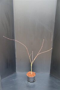 Acer japonicum 'Aconitifolium' 50-60 cm met kluit