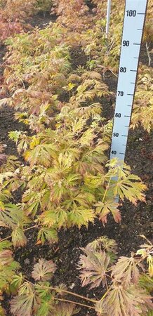 Acer japonicum 'Aconitifolium' 50-60 cm met kluit