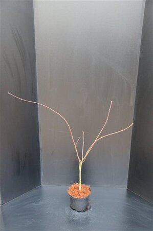 Acer japonicum 'Aconitifolium' 50-60 cm RB