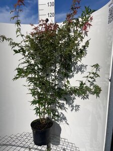 Acer palmatum 100-125 cm cont. 7,5L - afbeelding 3