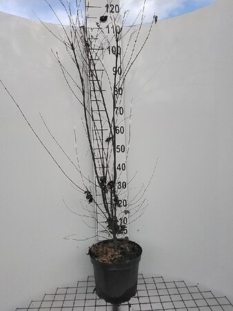 Acer palmatum 100-125 cm cont. 7,5L - afbeelding 3