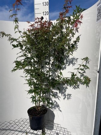 Acer palmatum 100-125 cm cont. 7,5L - afbeelding 2
