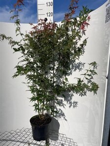 Acer palmatum 100-125 cm cont. 7,5L - afbeelding 2