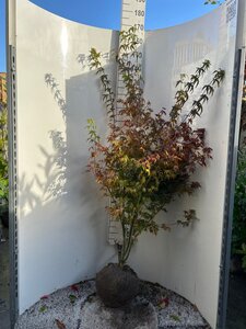 Acer palmatum 125-150 cm met kluit