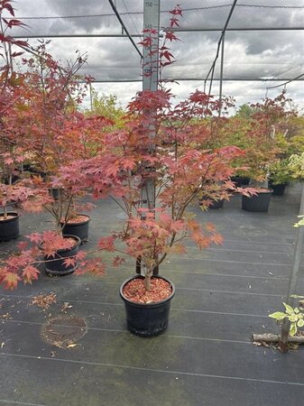 Acer pal. 'Atropurpureum' 100-125 cm cont. 12L - afbeelding 1