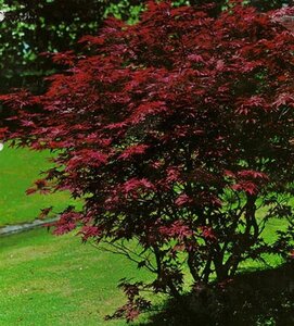 Acer pal. 'Atropurpureum' 100-125 cm cont. 12L - afbeelding 3