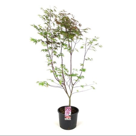 Acer pal. 'Atropurpureum' 100-125 cm cont. 12L