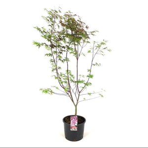 Acer pal. 'Atropurpureum' 100-125 cm cont. 12L