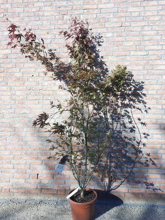 Acer pal. 'Atropurpureum' 150-175 cm cont. 15L - afbeelding 3