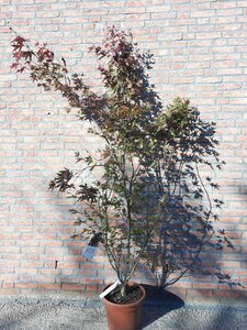 Acer pal. 'Atropurpureum' 150-175 cm cont. 15L - afbeelding 3