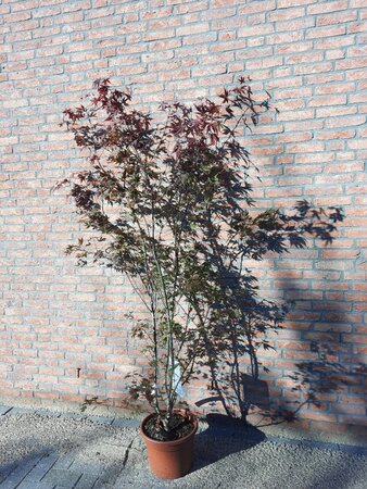 Acer pal. 'Atropurpureum' 150-175 cm cont. 15L - afbeelding 5