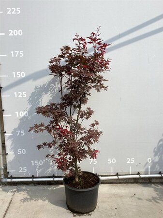 Acer pal. 'Atropurpureum' 150-175 cm cont. 35L