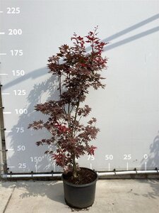 Acer pal. 'Atropurpureum' 150-175 cm cont. 35L