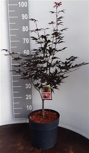 Acer pal. 'Atropurpureum' 60-80 cm cont. 10L