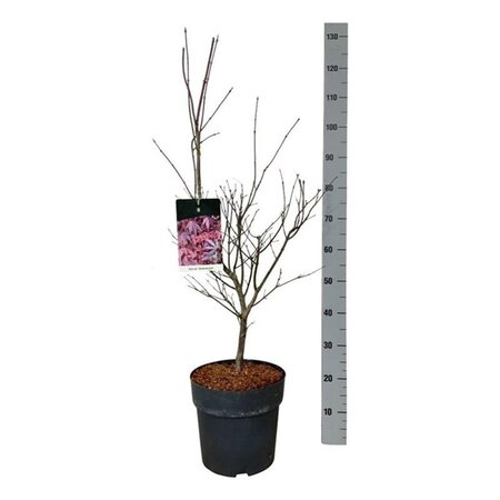 Acer pal. 'Atropurpureum' 60-80 cm cont. 10L - afbeelding 4