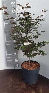 Acer pal. 'Atropurpureum' 60-80 cm cont. 7,5L