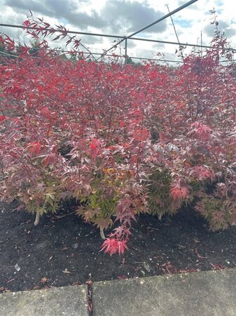 Acer pal. 'Atropurpureum' 80-100 cm met kluit