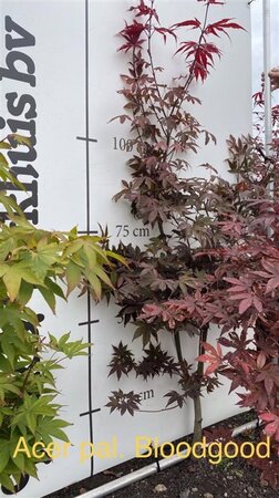 Acer pal. 'Bloodgood' 100-125 cm met kluit - afbeelding 3