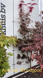 Acer pal. 'Bloodgood' 100-125 cm met kluit - afbeelding 3