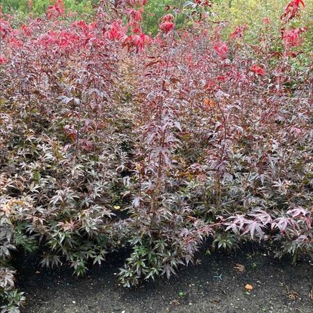Acer pal. 'Bloodgood' 100-125 cm met kluit - afbeelding 1