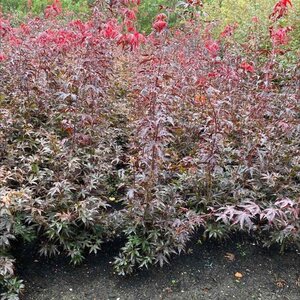 Acer pal. 'Bloodgood' 100-125 cm met kluit