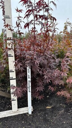 Acer pal. 'Bloodgood' 100-125 cm met kluit - afbeelding 4