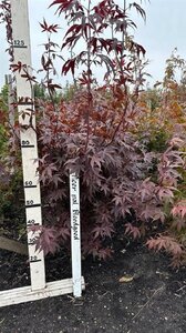 Acer pal. 'Bloodgood' 100-125 cm met kluit - afbeelding 4