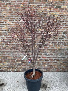 Acer pal. 'Bloodgood' 150-175 cm cont. 50L