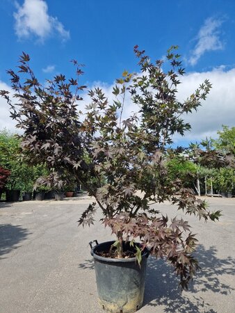 Acer pal. 'Bloodgood' 150-175 cm cont. 50L
