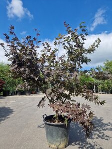 Acer pal. 'Bloodgood' 150-175 cm cont. 50L