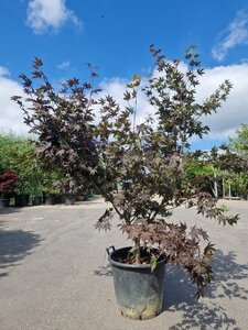 Acer pal. 'Bloodgood' 150-175 cm cont. 50L - afbeelding 2