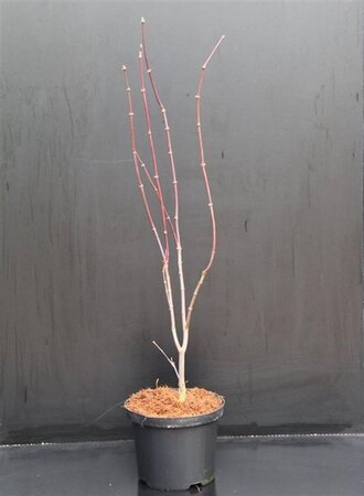 Acer pal. 'Bloodgood' 40-50 cm cont. 5,0L