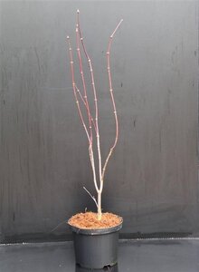 Acer pal. 'Bloodgood' 40-50 cm cont. 5,0L