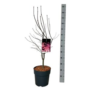 Acer pal. 'Bloodgood' 60-80 cm cont. 10L - afbeelding 7