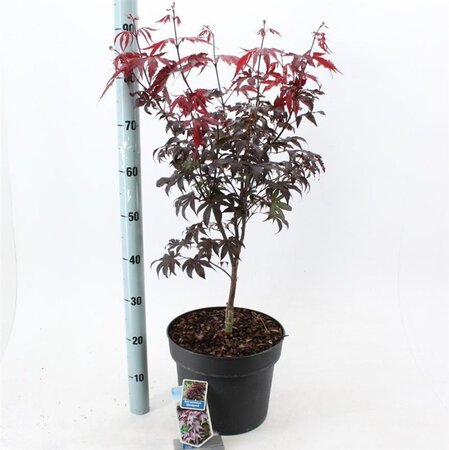 Acer pal. 'Bloodgood' 60-80 cm cont. 10L - afbeelding 1