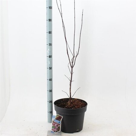 Acer pal. 'Bloodgood' 60-80 cm cont. 10L - afbeelding 2