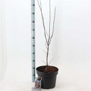 Acer pal. 'Bloodgood' 60-80 cm cont. 10L - afbeelding 2