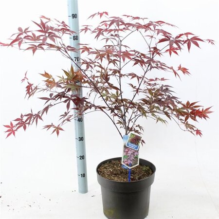 Acer pal. 'Bloodgood' 60-80 cm cont. 10L - afbeelding 3