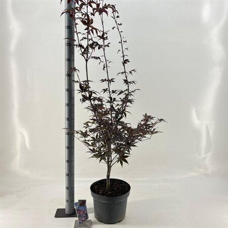 Acer pal. 'Bloodgood' 60-80 cm cont. 10L - afbeelding 9