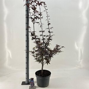 Acer pal. 'Bloodgood' 60-80 cm cont. 10L - afbeelding 9
