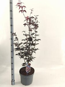 Acer pal. 'Bloodgood' 60-80 cm cont. 10L - afbeelding 4
