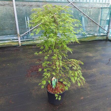 Acer pal. 'Dissectum' 100-125 cm cont. 12L