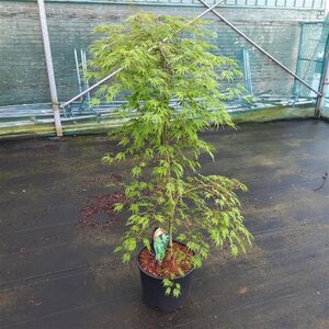 Acer pal. 'Dissectum' 100-125 cm cont. 12L
