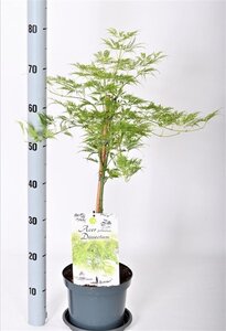 Acer pal. 'Dissectum' 30-40 cm cont. 3,0L