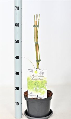 Acer pal. 'Dissectum' 30-40 cm cont. 3,0L - afbeelding 10